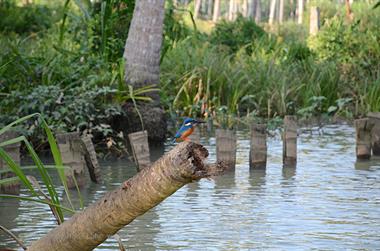 Poovar, Backwater Cruise,_DSC_8736_H600